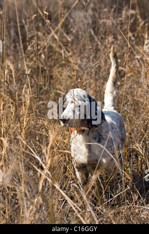 Setter inglese bloccato verso il basso sul punto sulla quaglia durante un Bobwhite caccia quaglia in Piney Woods di Dougherty County, Georgia Foto Stock