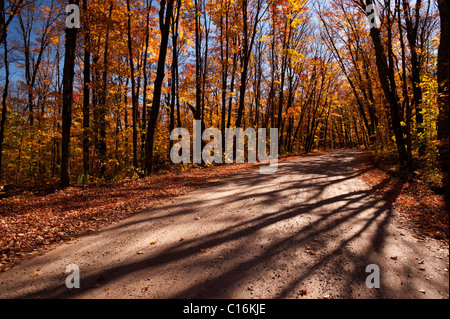 In autunno (caduta) lascia il colore degli alberi e delle banchine stradali su una strada di ghiaia che conduce attraverso Algonquin Provincial Park. Foto Stock