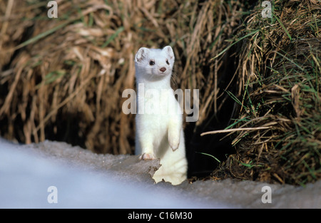 Ermellino, ermellino o corto-tailed donnola (Mustela erminea) con cappotto invernale Foto Stock