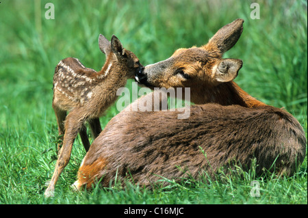 Capriolo con pochi giorni fawn (Capreolus capreolus) Foto Stock