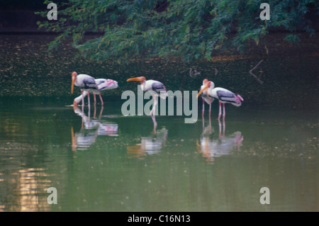 Dipinto di cicogne (Mycteria leucocephala) acqua potabile, Ranganthittu Bird Sanctuary, Mandya, Karnataka, India Foto Stock