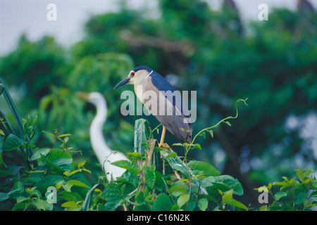 Nero coronato nitticora (Nycticorax nycticorax) appollaiate su piante, Ranganthittu Bird Sanctuary, Mandya, Karnataka, India Foto Stock