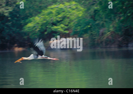 Dipinto di Stork (Mycteria leucocephala) volare su un lago, Ranganthittu Bird Sanctuary, Mandya, Karnataka, India Foto Stock
