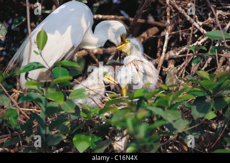 Garzetta intermedia (Ardea intermedia) con il suo pulcino, Ranganthittu Bird Sanctuary, Mandya, Karnataka, India Foto Stock