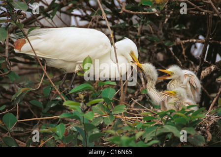 Garzetta intermedia (Ardea intermedia) con il suo pulcino, Ranganthittu Bird Sanctuary, Mandya, Karnataka, India Foto Stock