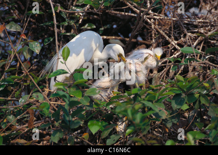 Garzetta intermedia (Ardea intermedia) con il suo pulcino, Ranganthittu Bird Sanctuary, Mandya, Karnataka, India Foto Stock