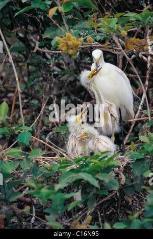 Garzetta intermedia (Ardea intermedia) con il suo pulcino, Ranganthittu Bird Sanctuary, Mandya, Karnataka, India Foto Stock