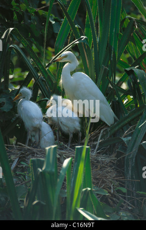 Garzetta intermedia (Ardea intermedia) con il suo pulcino, Ranganthittu Bird Sanctuary, Mandya, Karnataka, India Foto Stock