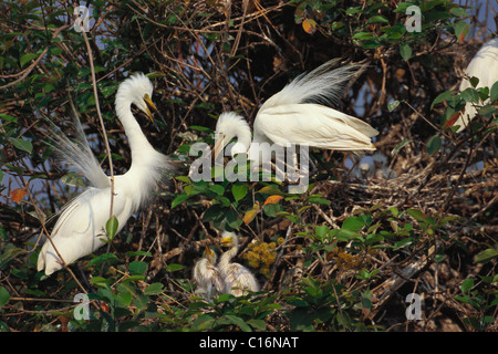 Garzetta intermedia (Ardea intermedia) con il suo pulcino, Ranganthittu Bird Sanctuary, Mandya, Karnataka, India Foto Stock