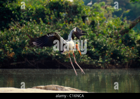 Dipinto di Stork (Mycteria leucocephala) lo sbarco, Ranganthittu Bird Sanctuary, Mandya, Karnataka, India Foto Stock