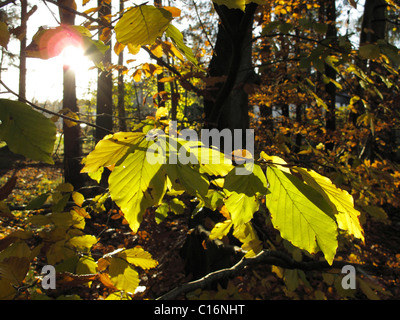 Foglie di un comune faggio (Fagus sylvatica), il fiume Isar floodplain vicino a Geretsried, Baviera, Germania, Europa Foto Stock
