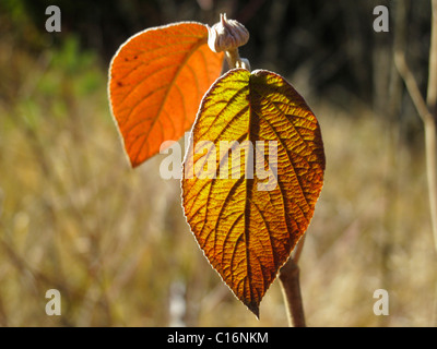 Foglia di un Wayfaring Tree (Viburnum lantana), in Baviera, Germania, Europa Foto Stock