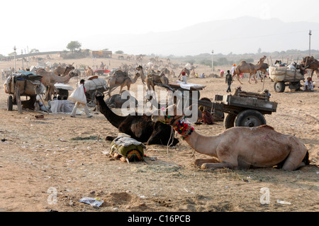 Cammelli Pushkar Mela, Pushkar, il cammello e il mercato del bestiame, Rajasthan, India del Nord, Asia Foto Stock