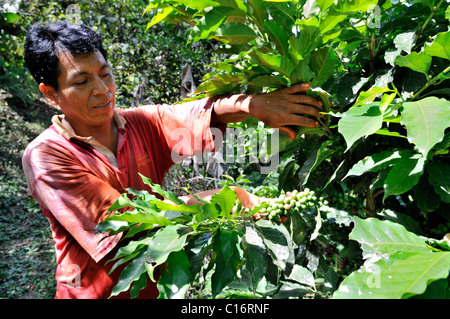 Agricoltore la raccolta del caffè da agricoltura biologica, il commercio equo e solidale, tramite Exaltacion, Caranavi, Bolivia, Sud America Foto Stock