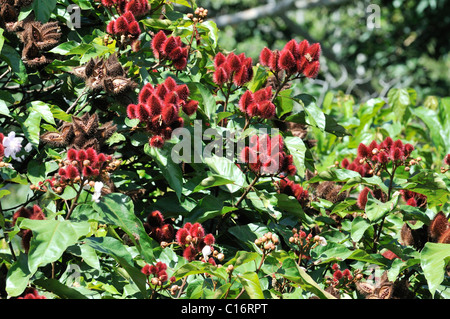 Arbusto Achiote (Bixa orellana) con frutti da cui il pigmento rosso annato per prodotti alimentari e cosmetici viene estratto dai suoi semi Foto Stock