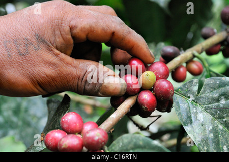 Raccolto di caffè, il dettaglio di una mano, coltivazione ecologica, il commercio equo e solidale, Caranavi, Bolivia, Sud America Foto Stock