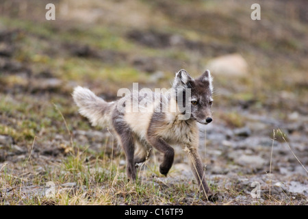 Arctic Fox, White Fox or Snow Fox (Alopex lagopus) running in its summer coat, Spitsbergen, Norway Foto Stock