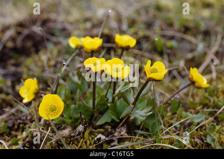 Ranuncolo neve (Ranunculus nivalis), Spitsbergen, Norvegia Foto Stock