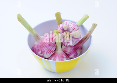 Bulbi di aglio (allium sativum) Foto Stock