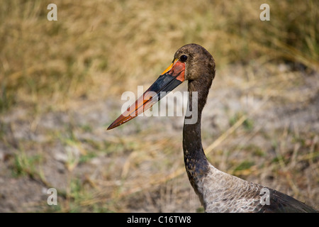 I giovani a sella fatturati Stork (Ephippiorhynchus senegalensis), Botswana, Africa Foto Stock