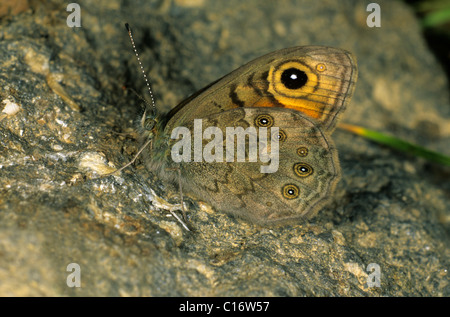 Grande parete marrone (Lasiommata maera), maschio, parafango lato inferiore Foto Stock