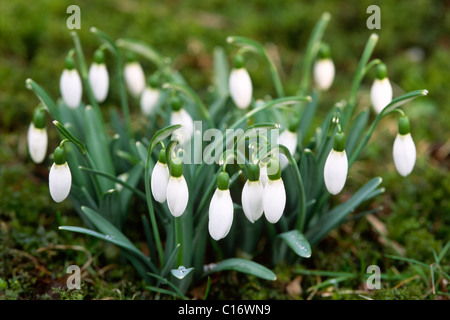 Comune (Snowdrop Galanthus nivalis), Nord Tirolo, Austria, Europa Foto Stock