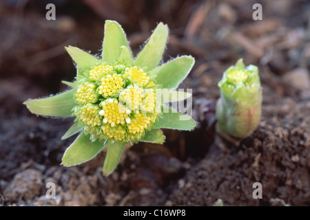 Petasite bianca (Petasites albus), Nord Tirolo, Austria, Europa Foto Stock