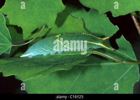 Minor viola imperatore (Apatura ilia), Caterpillar sul suo foodplant, l'Aspen Foto Stock