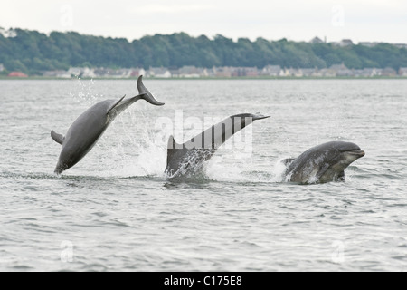 Il tursiope o delfino maggiore (Tursiops truncatus) , Moray Firth, Scotland, Regno Unito. Foto Stock