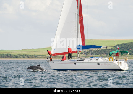 Il tursiope o delfino maggiore (Tursiops truncatus) , Moray Firth, Scotland, Regno Unito. Equitazione di prua in barca a vela Foto Stock