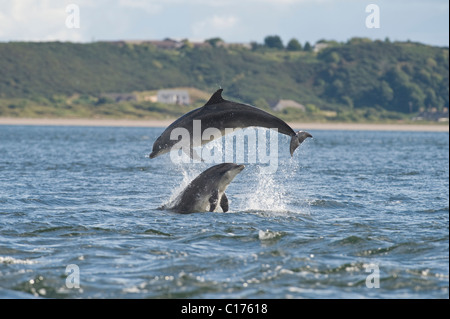 Il tursiope o delfino maggiore (Tursiops truncatus) , Moray Firth, Scotland, Regno Unito. Foto Stock