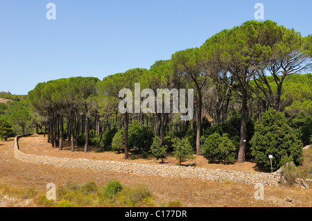 Pino domestico (Pinus pinea) alberi in pietra di una foresta di pini, Sardegna, Italia, Europa Foto Stock