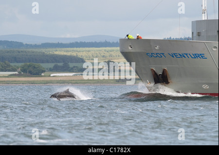 Il tursiope o delfino maggiore (Tursiops truncatus) , Moray Firth, Scotland, Regno Unito. Bow riding petroliera Foto Stock