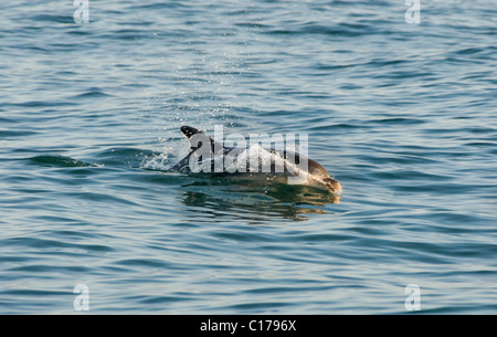 Delfino ottlenosio socievole solitario 'Dave' (Tursiops truncatus). Folkestone, Kent, Regno Unito Foto Stock