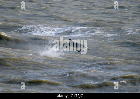 Delfino ottlenosio socievole solitario 'Dave' (Tursiops truncatus). Folkestone, Kent, Regno Unito Foto Stock