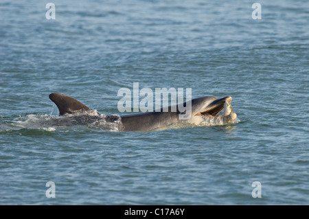 Delfino ottlenosio socievole solitario 'Dave' (Tursiops truncatus). Folkestone, Kent, Regno Unito. Giocare con il pesce (triglia grigia). Foto Stock