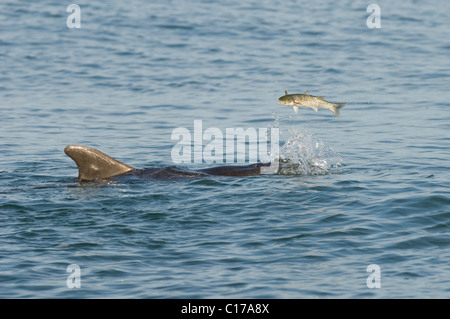 Delfino ottlenosio socievole solitario 'Dave' (Tursiops truncatus). Folkestone, Kent, Regno Unito. Giocare con il pesce (triglia grigia). Foto Stock