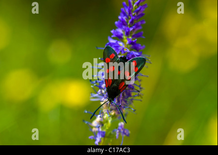 Sei-spot Burnett (Zygaena filipendulae) Foto Stock