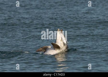 Delfino ottlenosio socievole solitario 'Dave' (Tursiops truncatus). Folkestone, Kent, Regno Unito. Giocare con il pesce (triglia grigia). Foto Stock