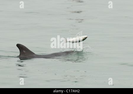 Delfino ottlenosio socievole solitario 'Dave' (Tursiops truncatus). Folkestone, Kent, Regno Unito. Giocare con il pesce (triglia grigia). Foto Stock