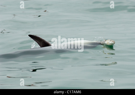 Delfino ottlenosio socievole solitario 'Dave' (Tursiops truncatus). Folkestone, Kent, Regno Unito. Giocare con il pesce (triglia grigia). Foto Stock