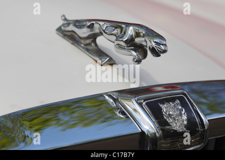 Jaguar ornamento del cofano Foto Stock