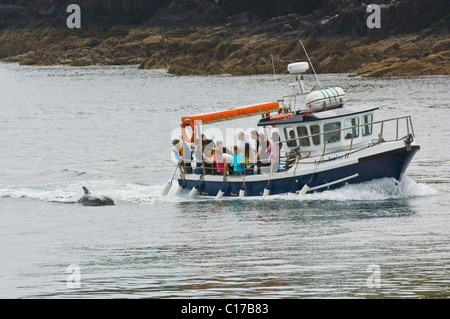 Il tursiope o delfino maggiore Fungie (Tursiops truncatus) Dingle, Irlanda Foto Stock