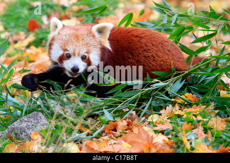 Panda rosso (Ailurus fulgens) Foto Stock