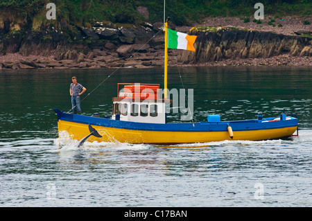 Il tursiope o delfino maggiore Fungie (Tursiops truncatus) Dingle, Irlanda Foto Stock