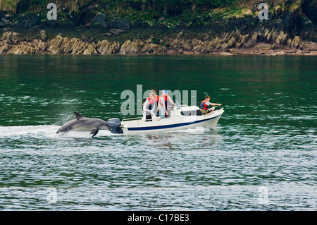 Il tursiope o delfino maggiore Fungie (Tursiops truncatus) Dingle, Irlanda Foto Stock