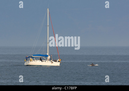 Il tursiope o delfino maggiore Fungie (Tursiops truncatus) Dingle, Irlanda Foto Stock