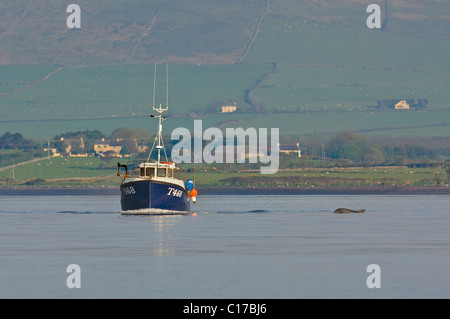 Il tursiope o delfino maggiore Fungie (Tursiops truncatus) Dingle, Irlanda Foto Stock