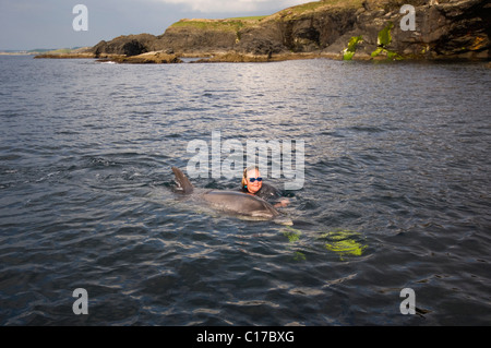 Selvatico solitario socievole Dolphin di Bottlenose polveroso (Tursiops truncatus) Co Clare, Irlanda. Con l'amico Ute Margreff che nuota regolarmente con polvere. Foto Stock