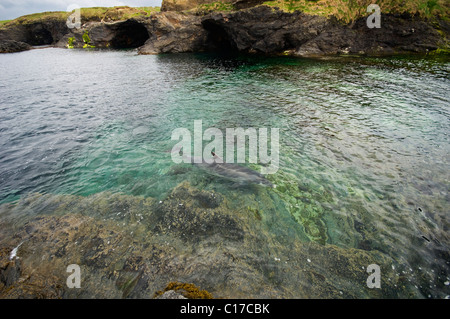 Delfino ottlenosio socievole selvatico 'Dusty' (Tursiops truncatus) Co Clare, Irlanda. Foto Stock